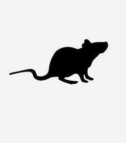 Buy Sprague Dawley Rat Serum