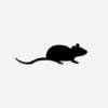 Buy BALBc Mouse Splenocytes